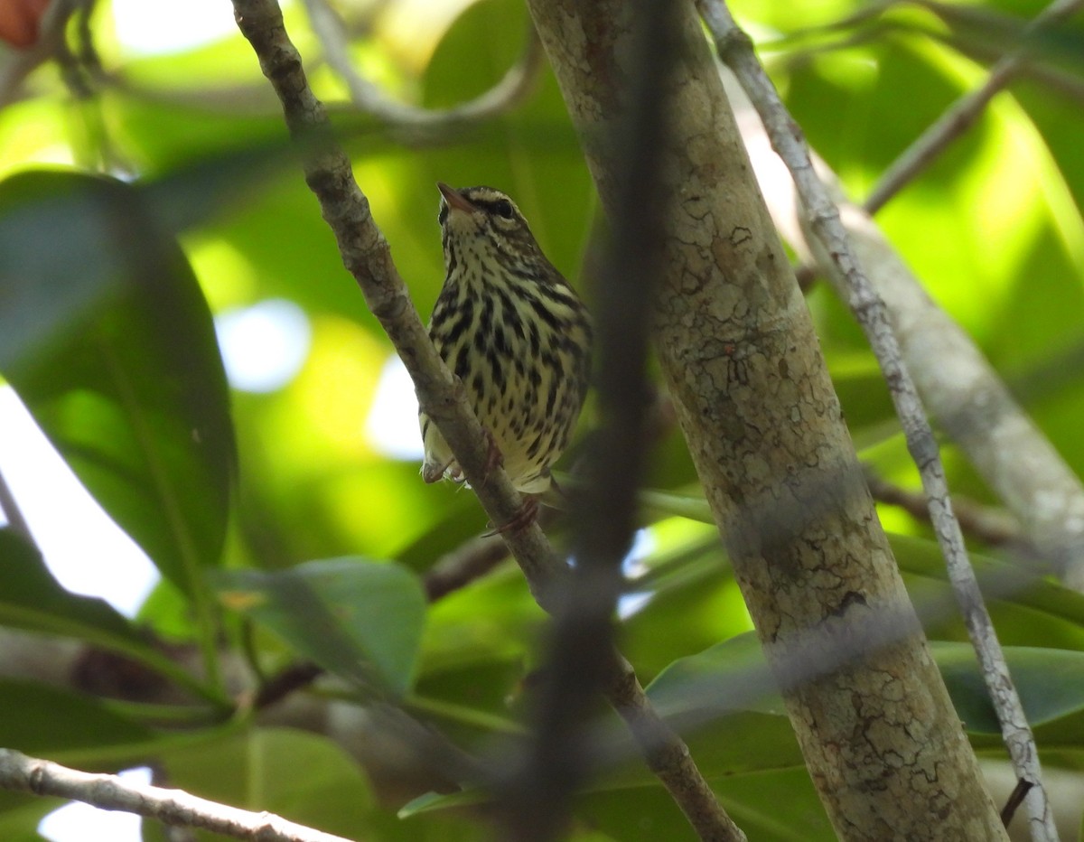 Northern Waterthrush - ML646736869