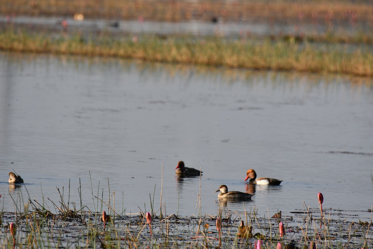 Pato Colorado - ML646736872