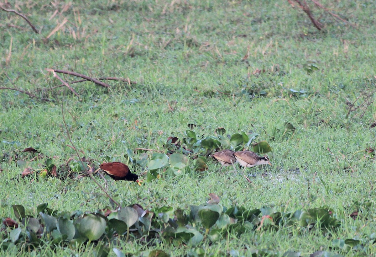 rødflikbladhøne - ML646736873