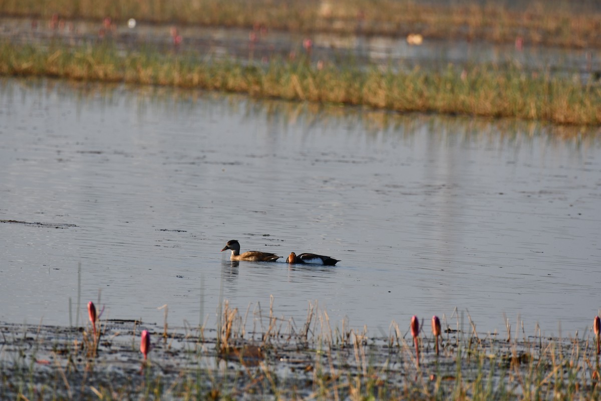 Pato Colorado - ML646736876