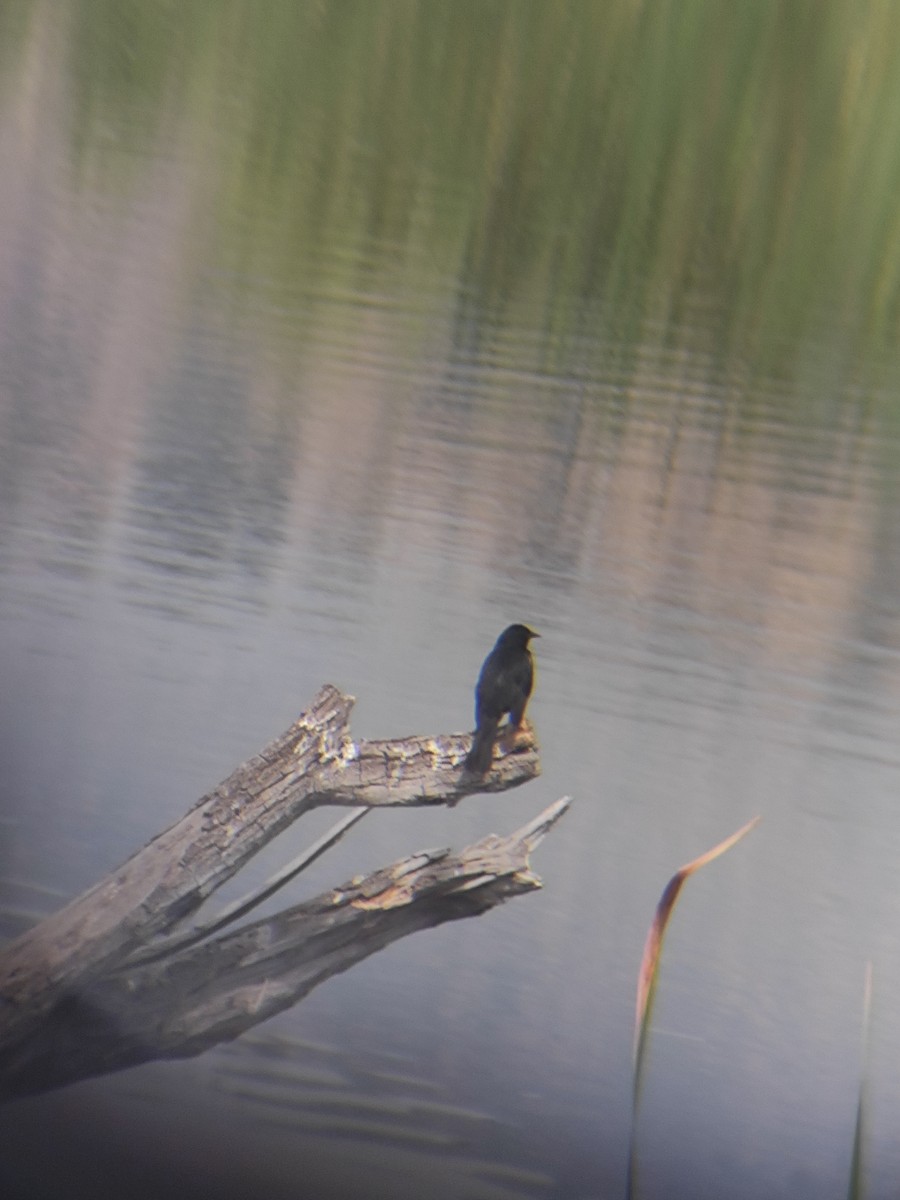 Yellow-winged Blackbird - ML646736877
