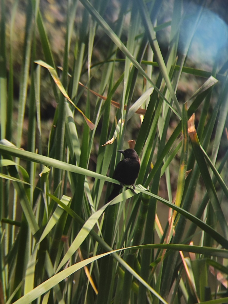 Yellow-winged Blackbird - ML646736878
