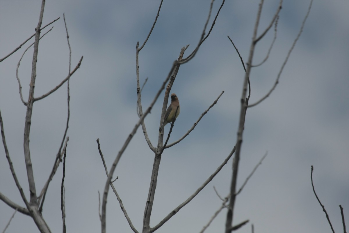 Ampelis Americano - ML646736883