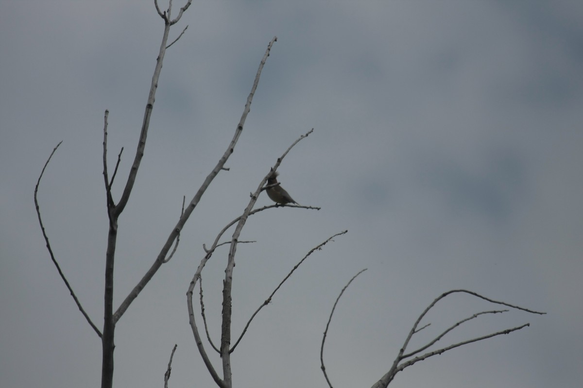 Ampelis Americano - ML646736888