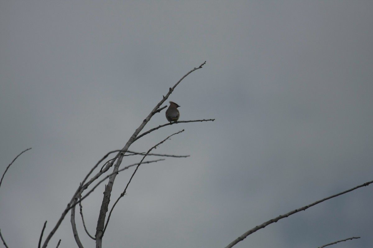 Ampelis Americano - ML646736889