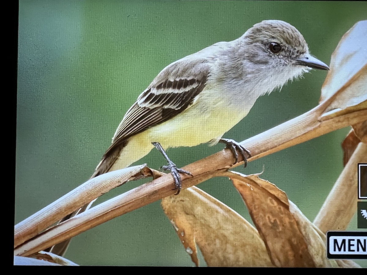 Tyran givré - ML646736890