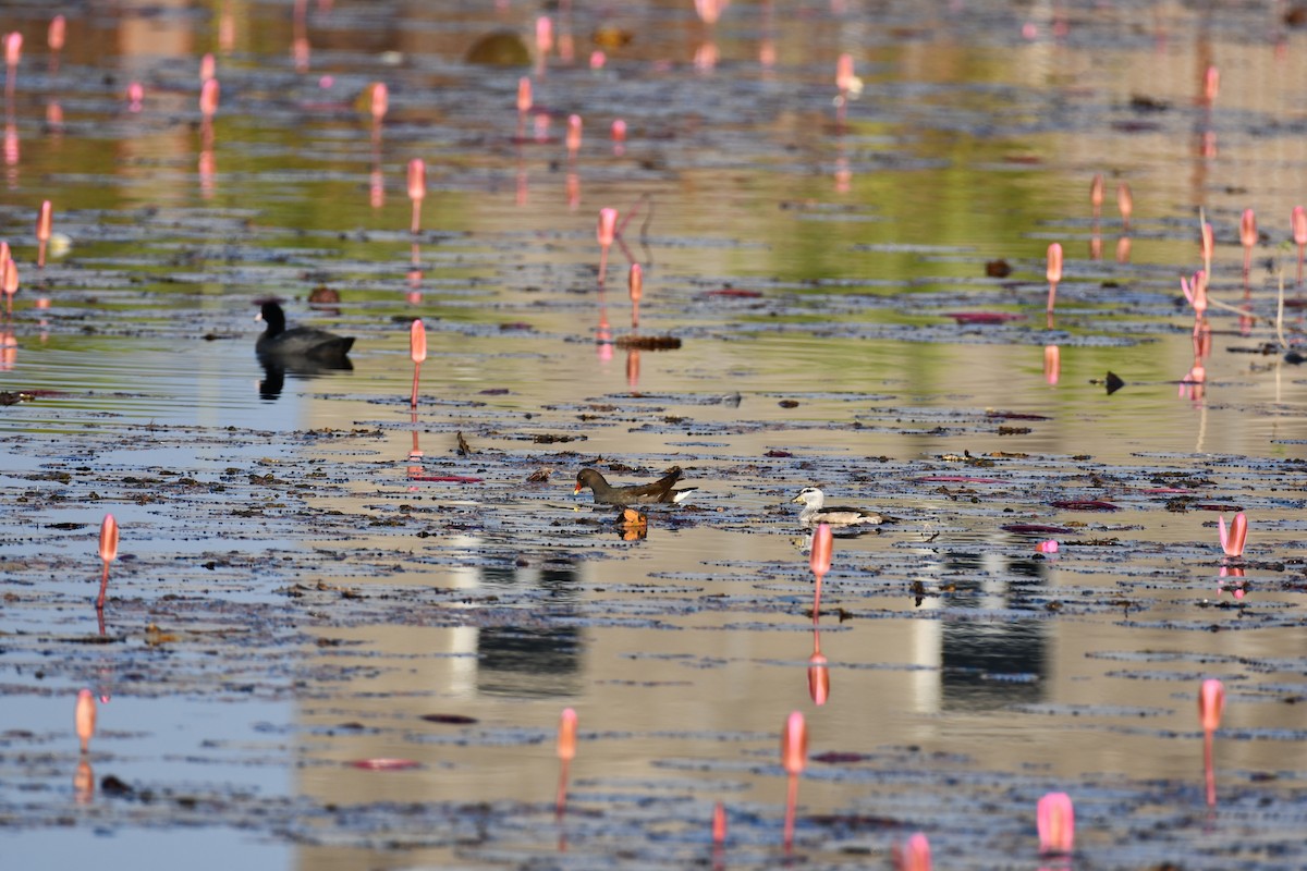 Gansito Asiático - ML646736892