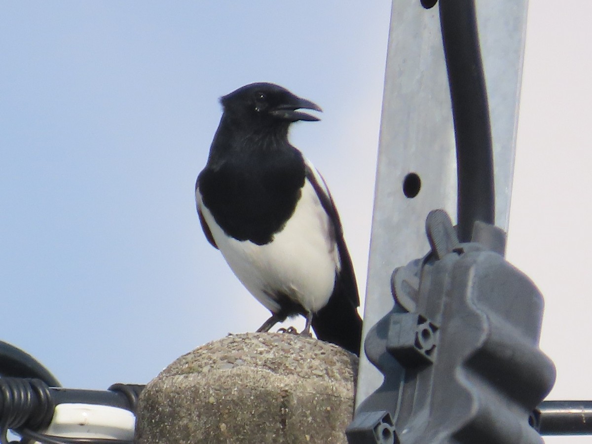 orientskjære - ML646736895