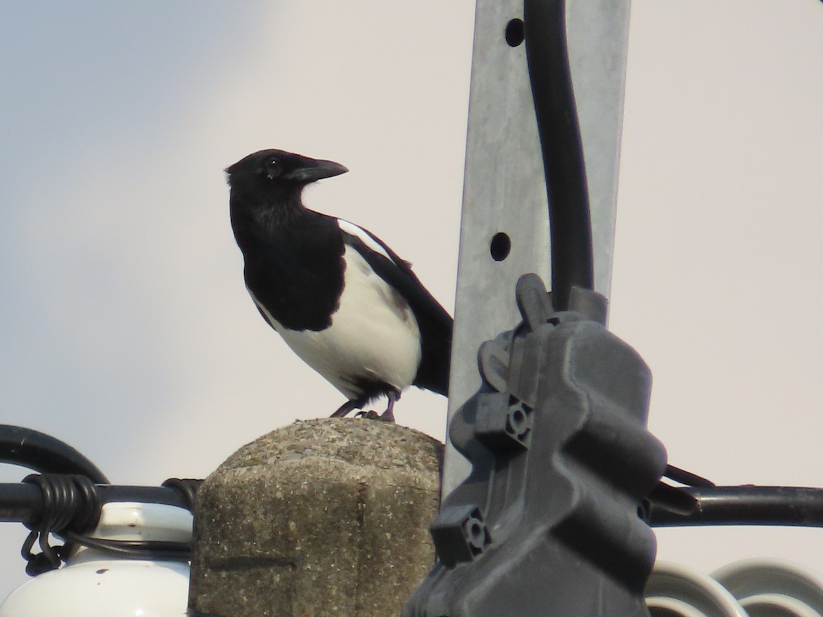 orientskjære - ML646736896