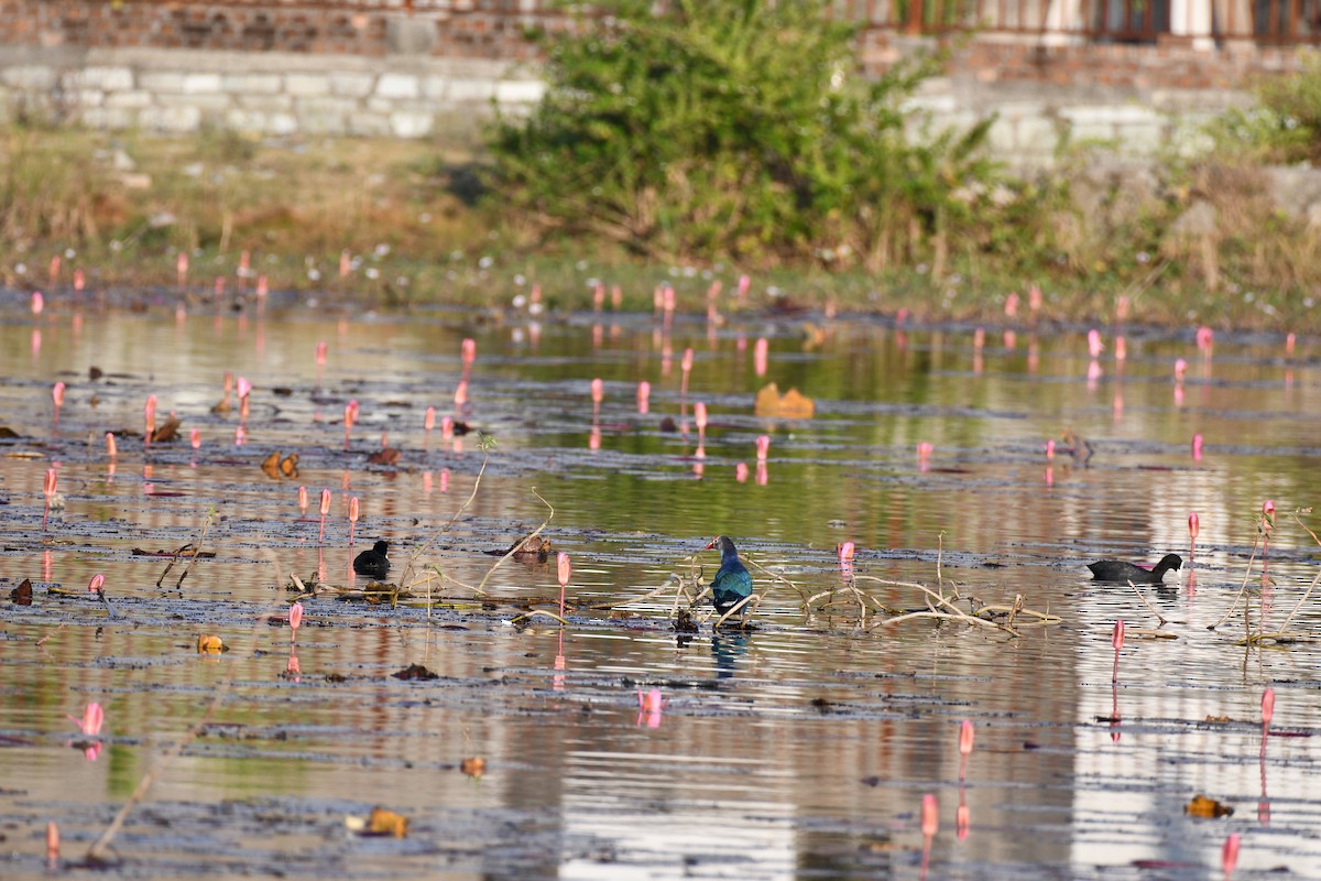 Calamón Cabecigrís - ML646736897