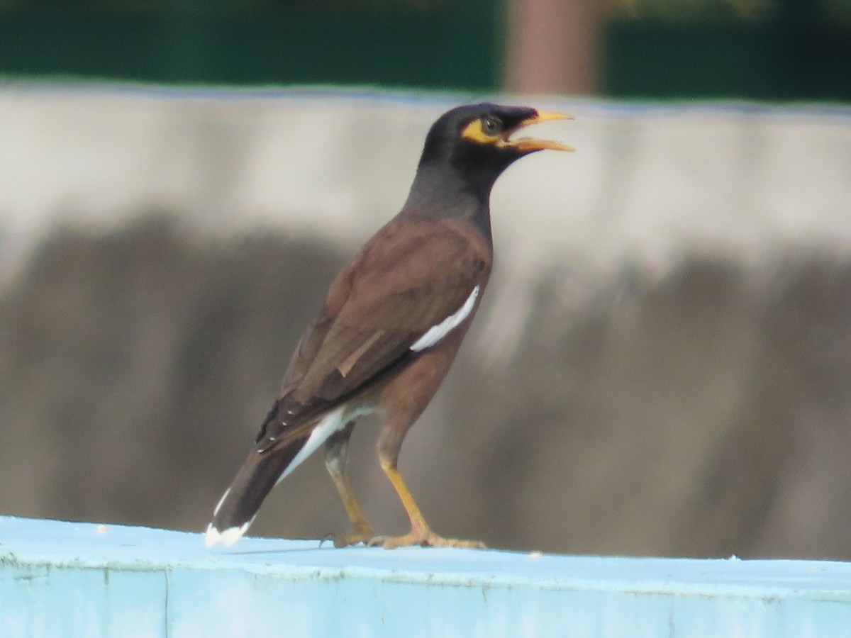 Miná Común - ML646736898