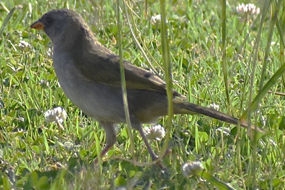 Coludo Verdón - ML646736899