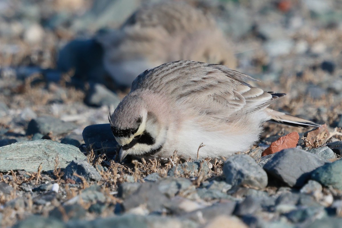 Alondra Cornuda - ML646736900