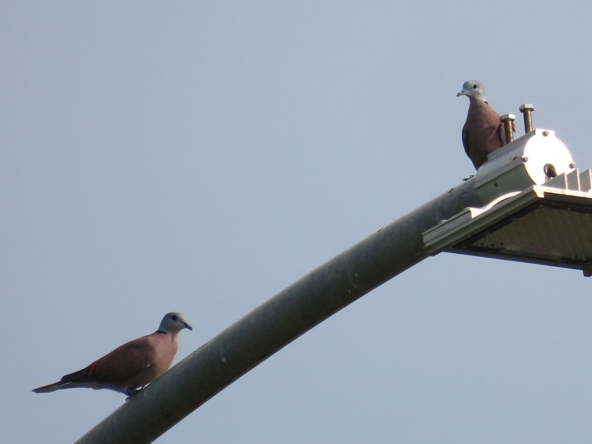 Tórtola Cabecigrís - ML646736901