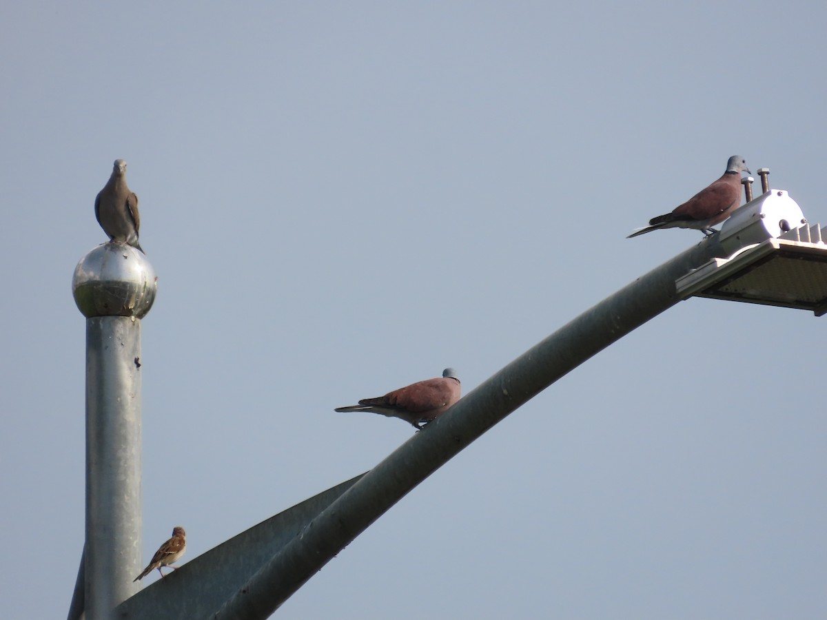 Tórtola Cabecigrís - ML646736902