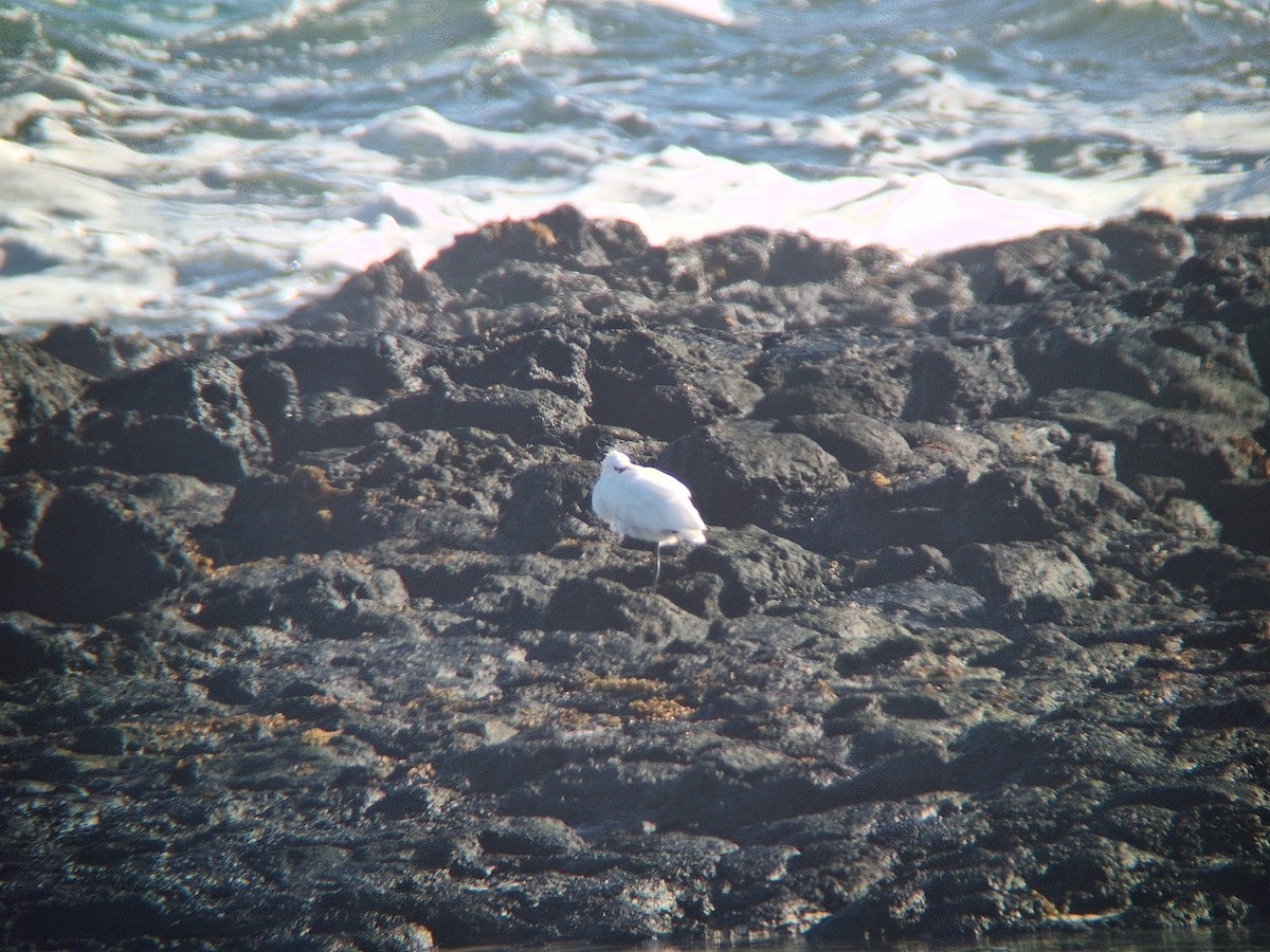 Espátula Común - ML646736903