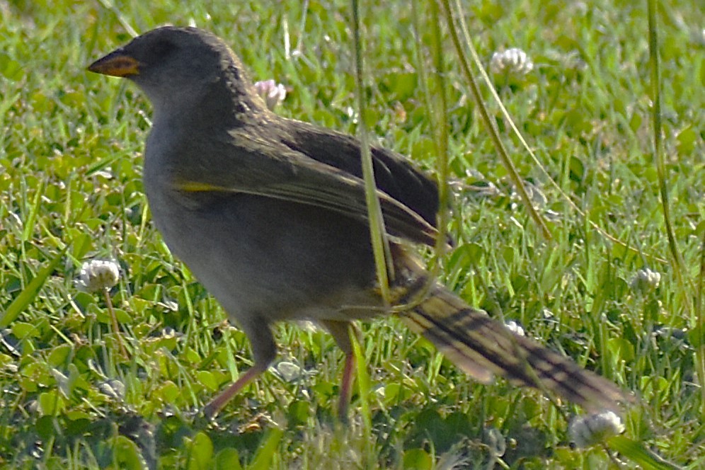 Coludo Verdón - ML646736904