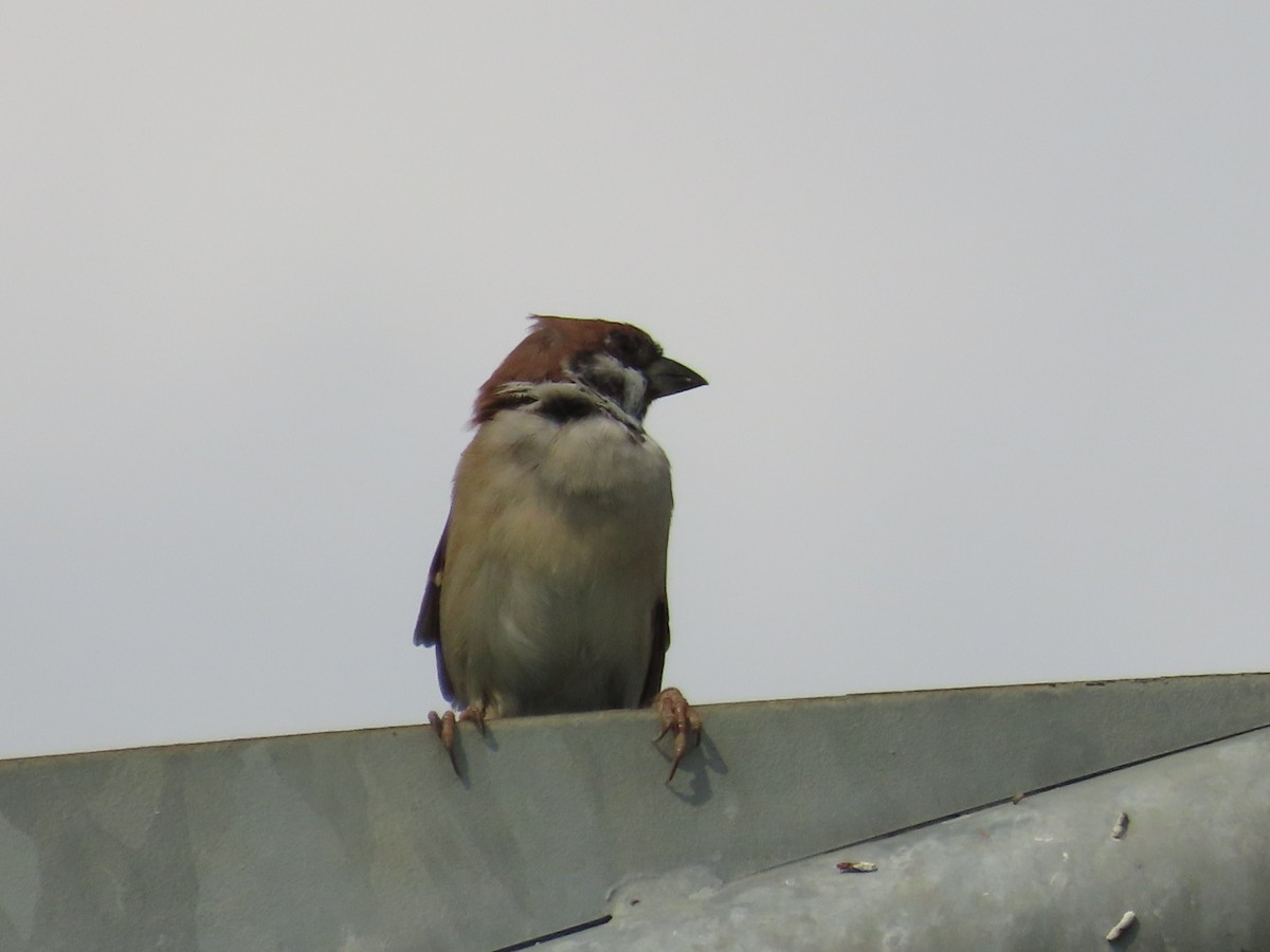 Gorrión Molinero - ML646736905