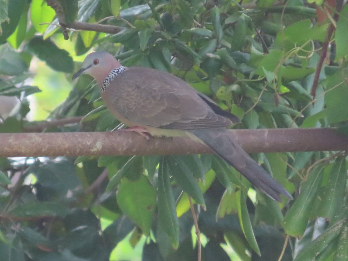 Tórtola Moteada - ML646736906