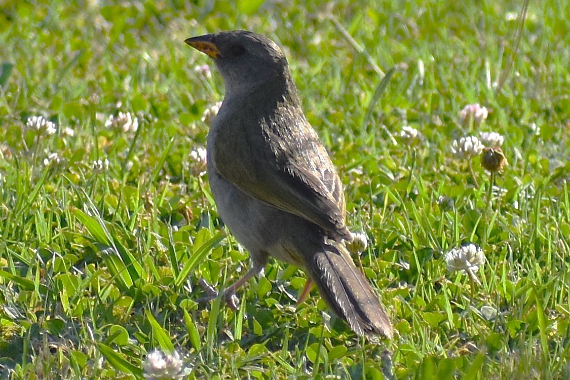 Coludo Verdón - ML646736908