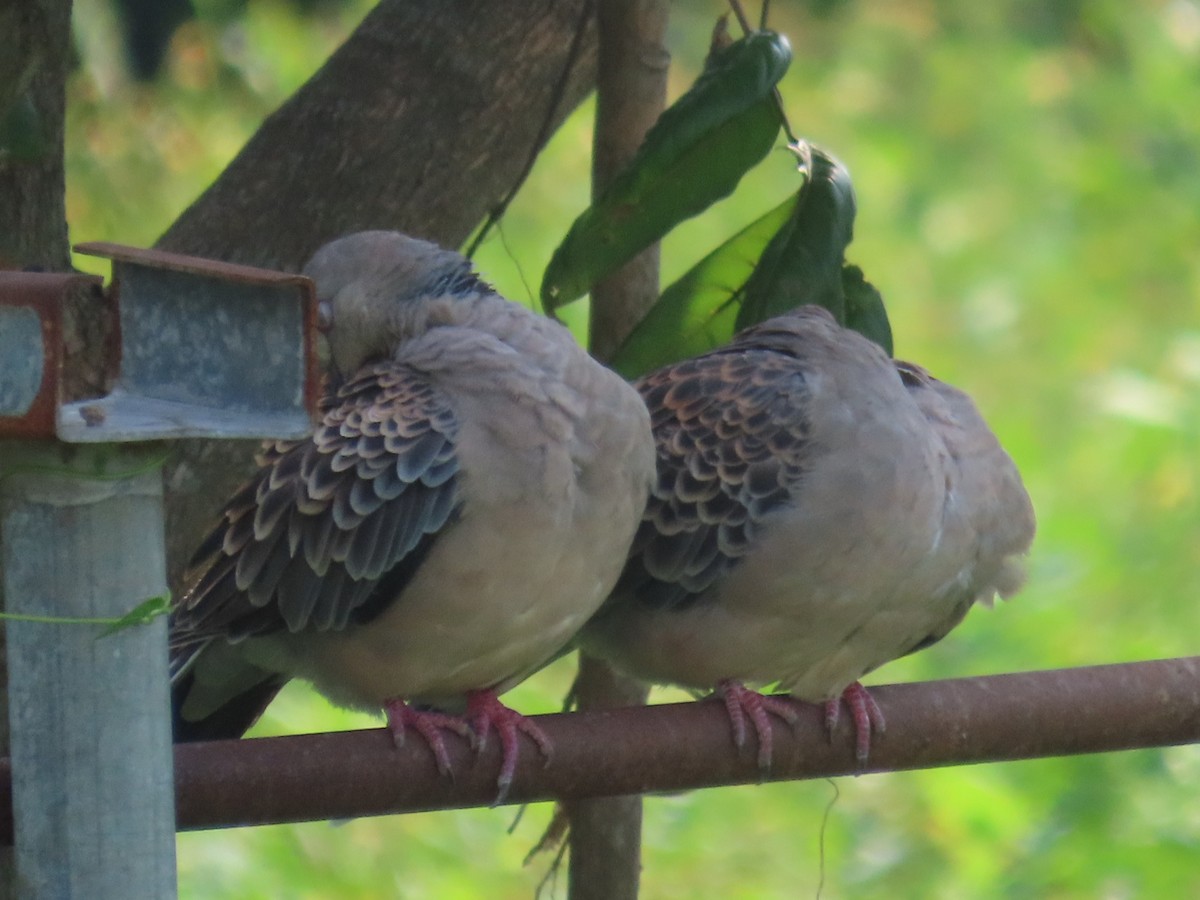 Tórtola Oriental - ML646736909