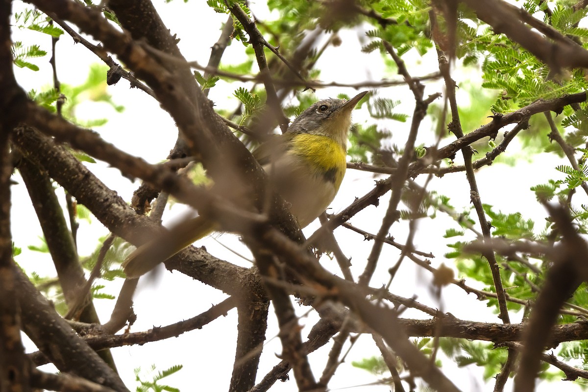 Yellow-breasted Apalis - ML646736910