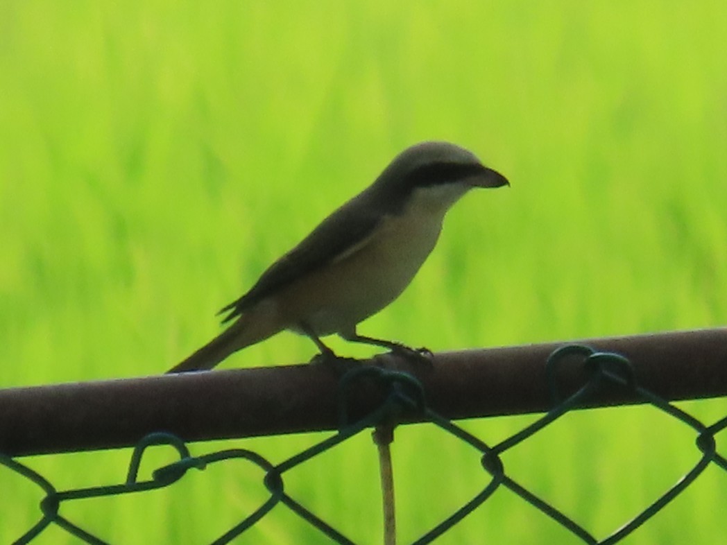 Alcaudón Pardo - ML646736911