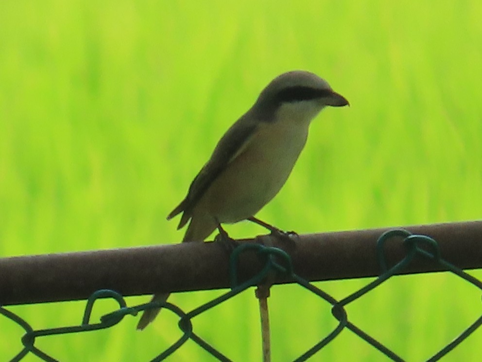 Alcaudón Pardo - ML646736912