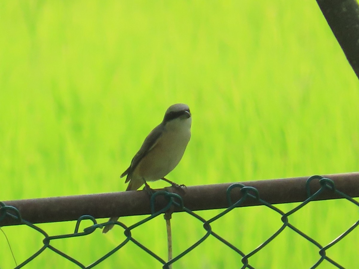 Alcaudón Pardo - ML646736913