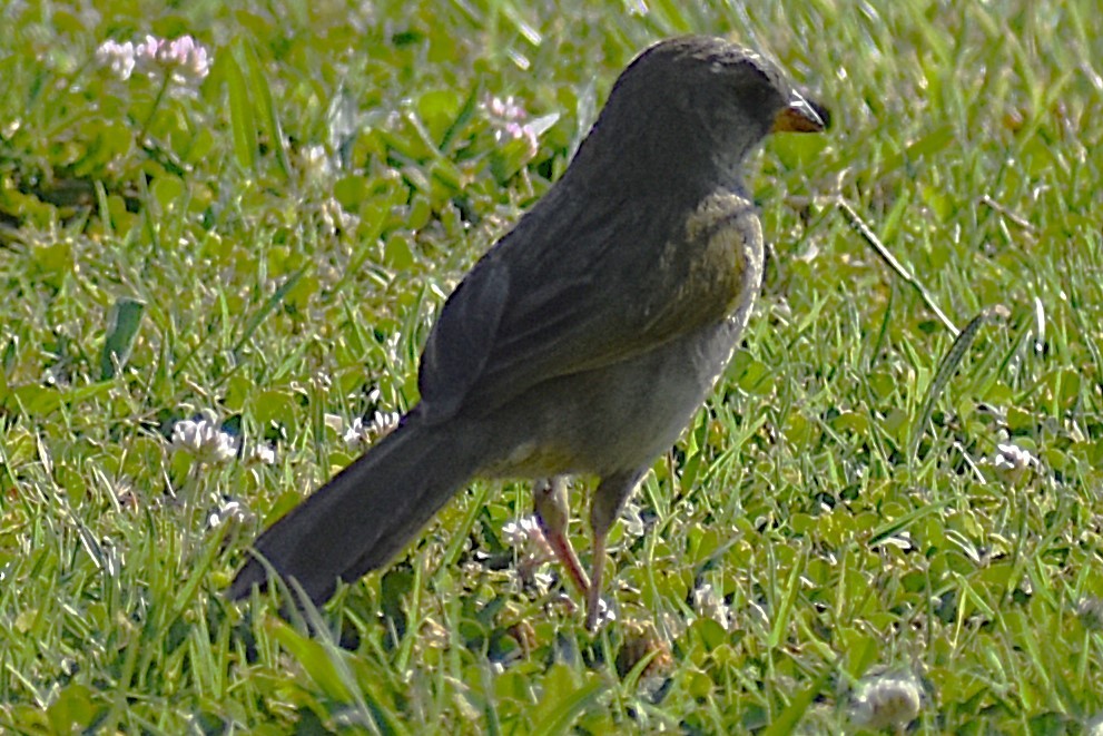Coludo Verdón - ML646736914