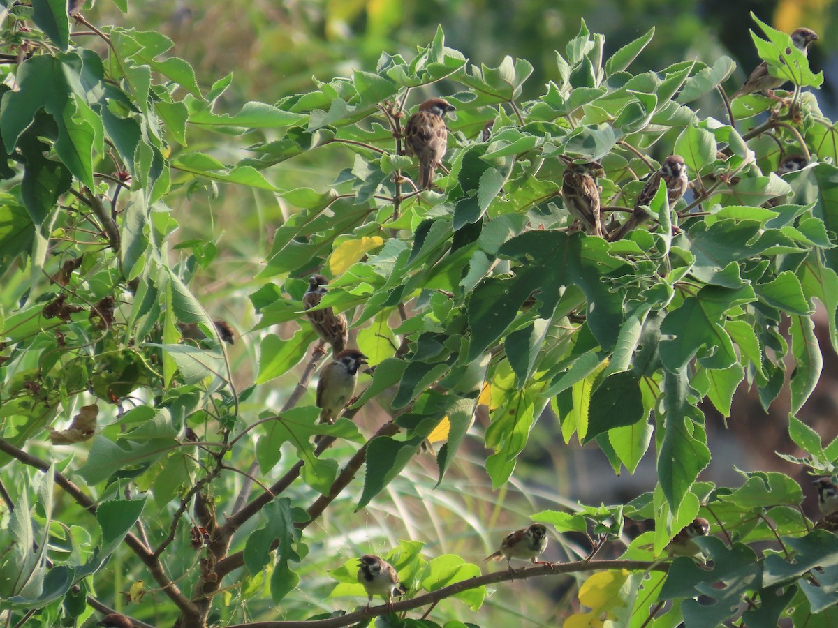 Gorrión Molinero - ML646736917