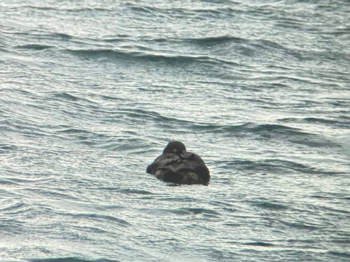 Éider Real - ML646736919