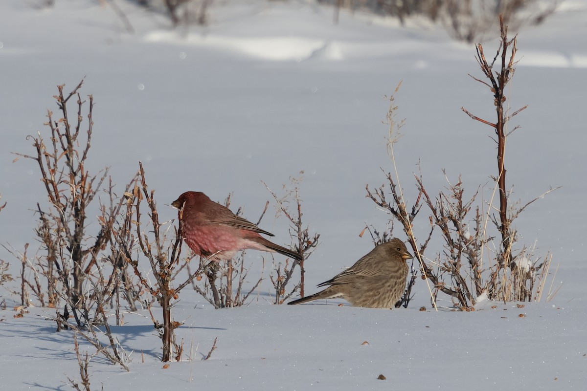 Great Rosefinch - ML646736920