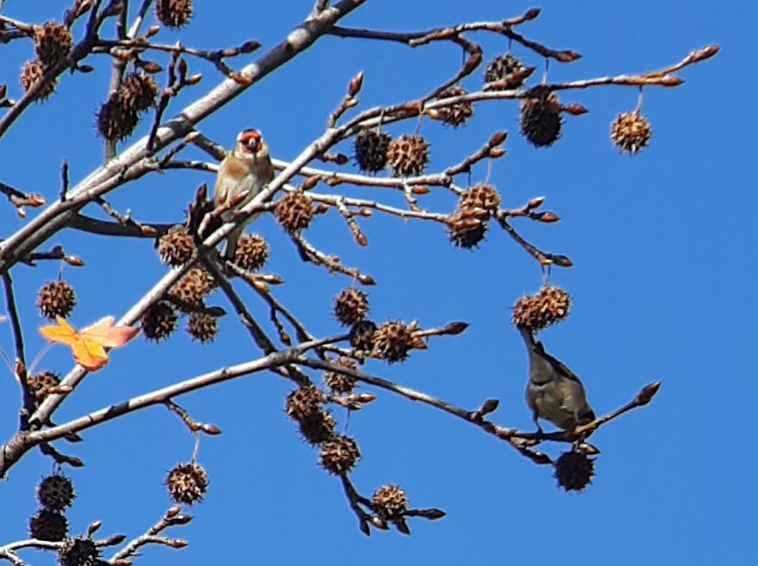 European Goldfinch - ML646736921