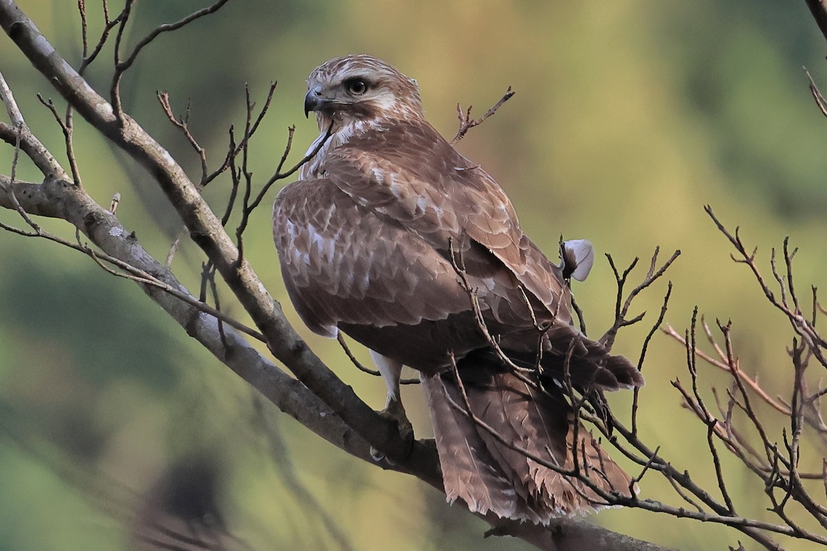 東方鵟 - ML646736928