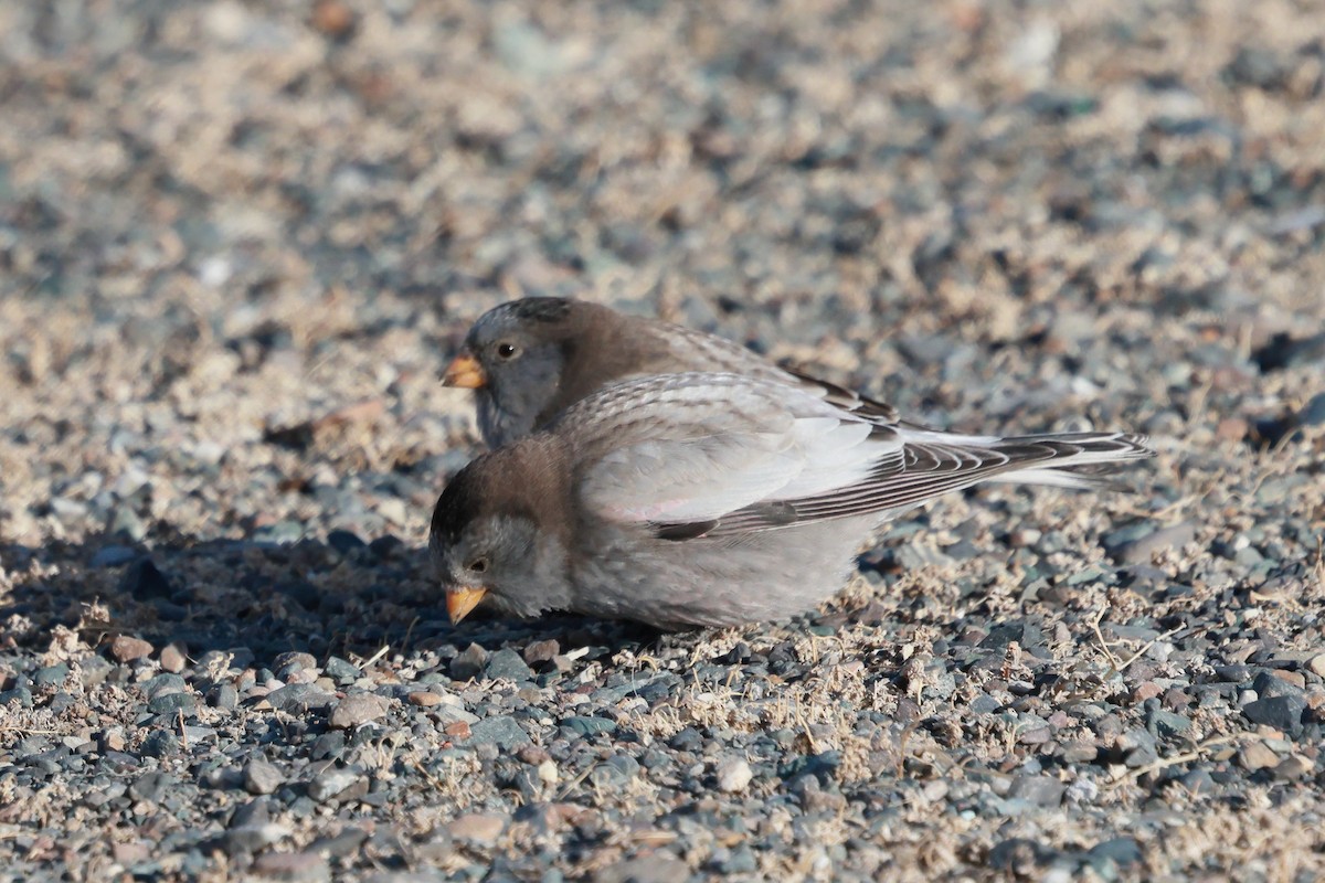 Black-headed Mountain Finch - ML646736929