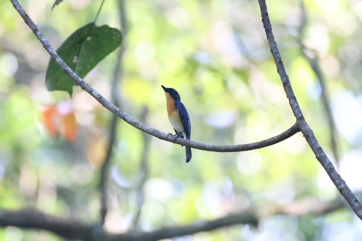 Tickell's Blue Flycatcher - ML646736932