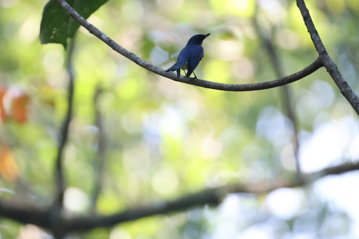 Tickell's Blue Flycatcher - ML646736933