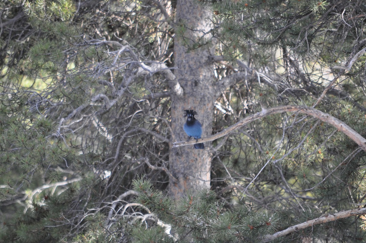 Steller's Jay - ML646736936