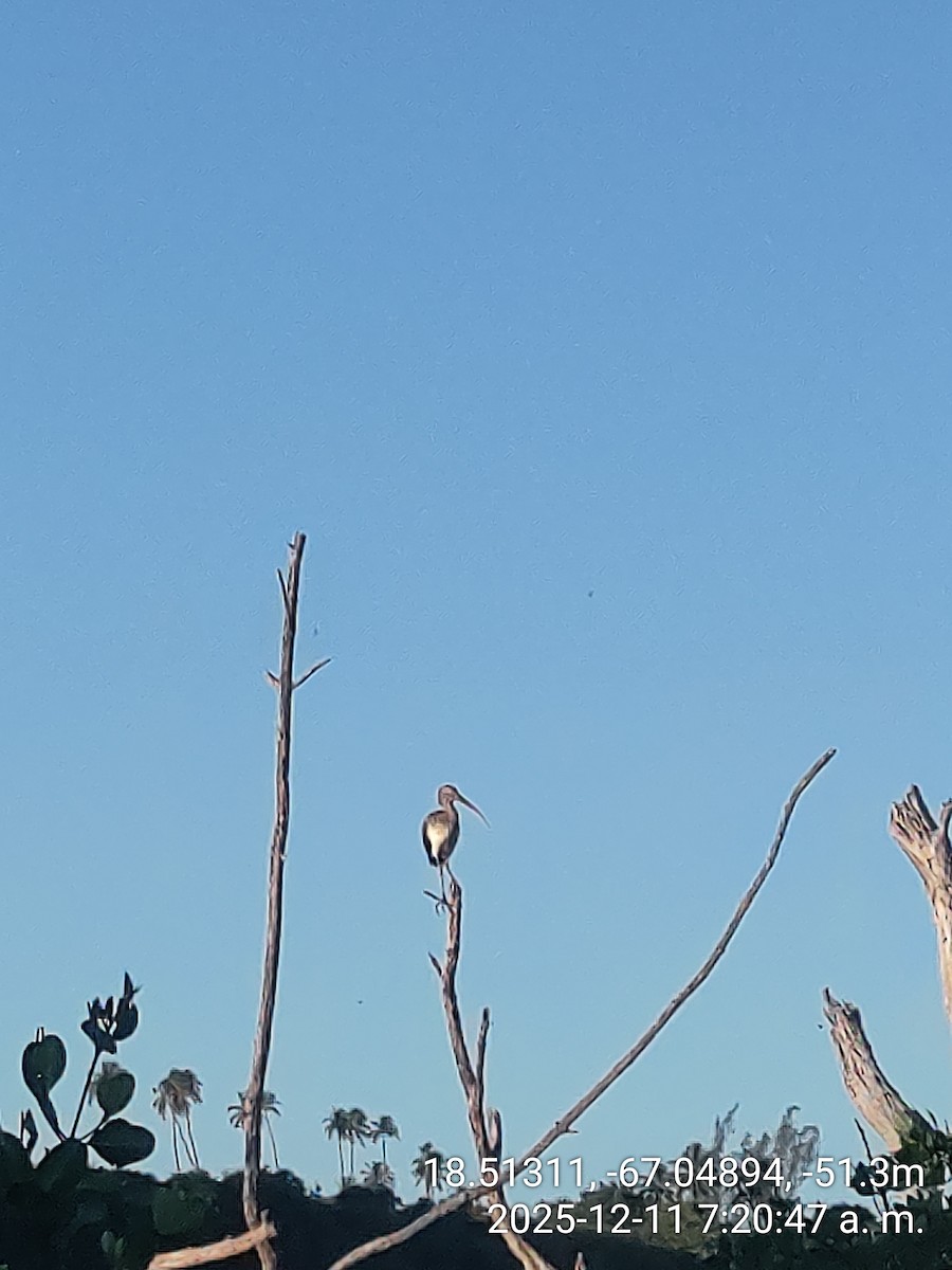 White Ibis - ML646736937