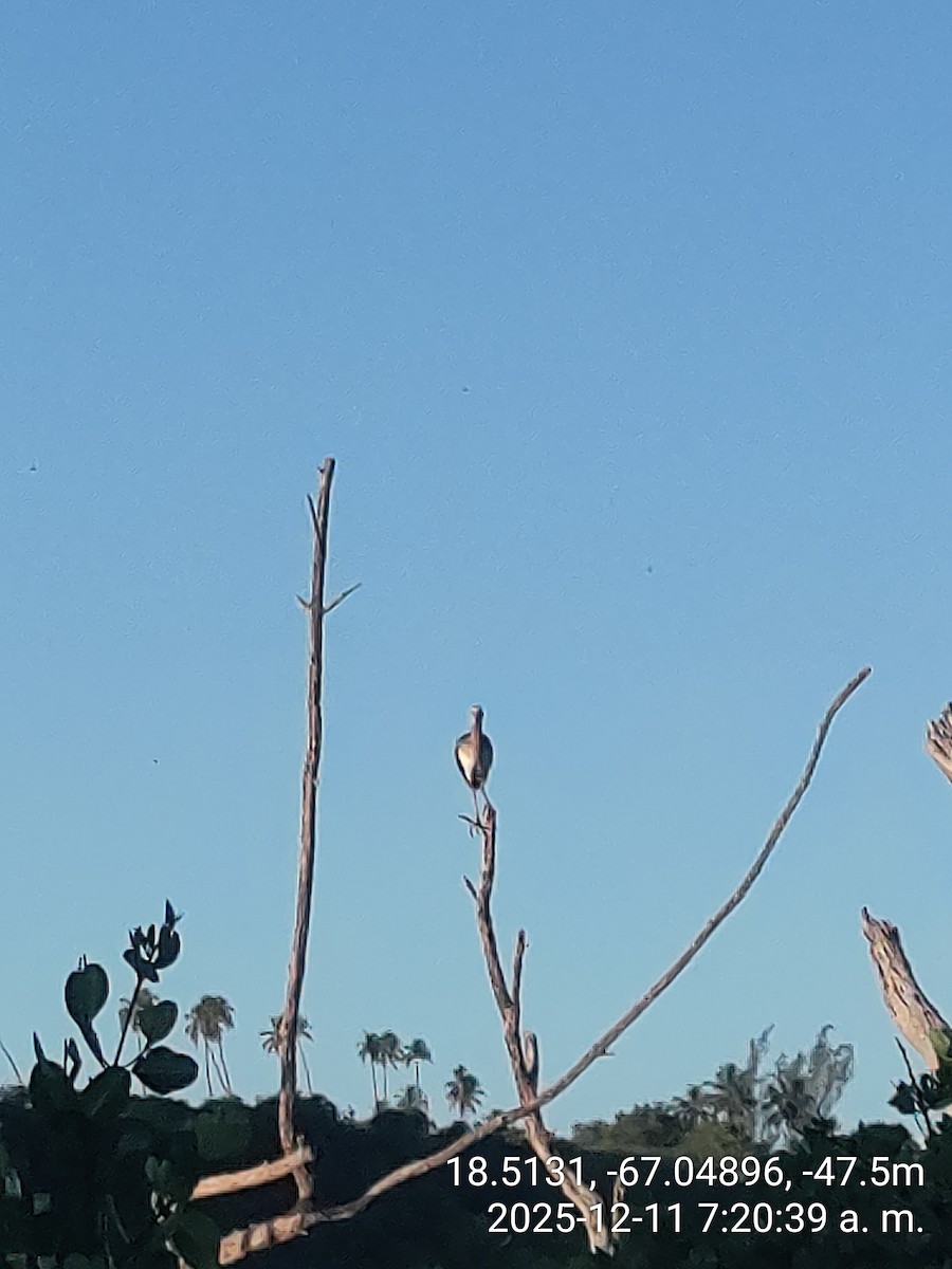 White Ibis - ML646736938