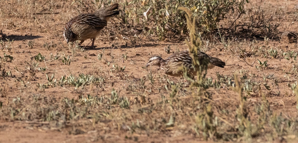 frankolín čapkový [skupina sephaena] - ML646736939