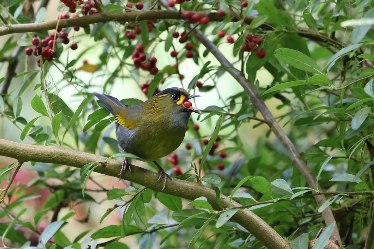 Taiwan Liocichla - ML646736941