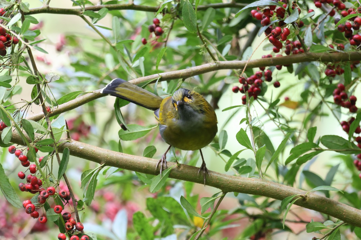 Taiwan Liocichla - ML646736942