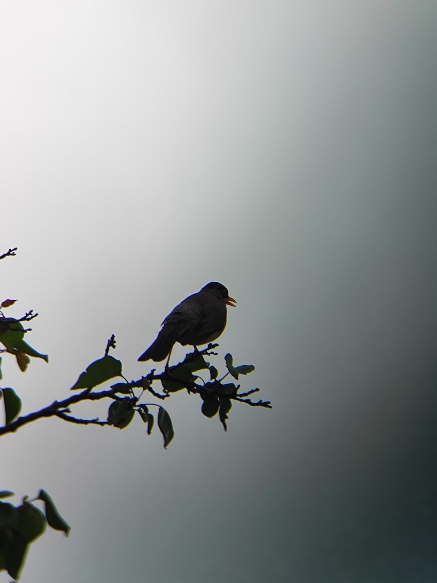 Austral Thrush - ML646736947