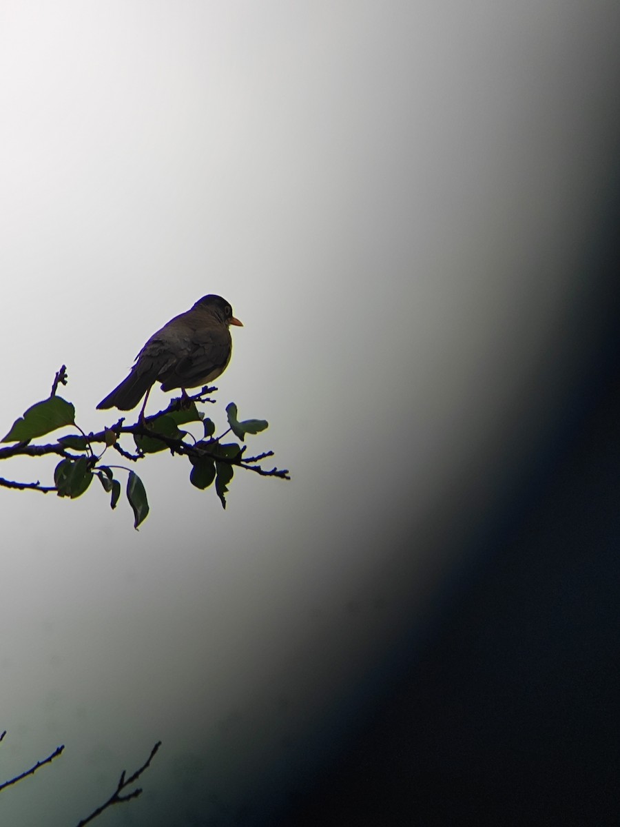 Austral Thrush - ML646736948