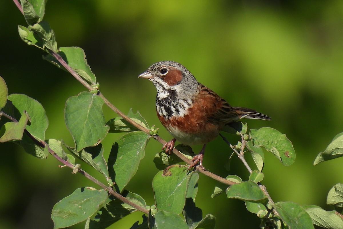 Chestnut-eared Bunting - ML646736949