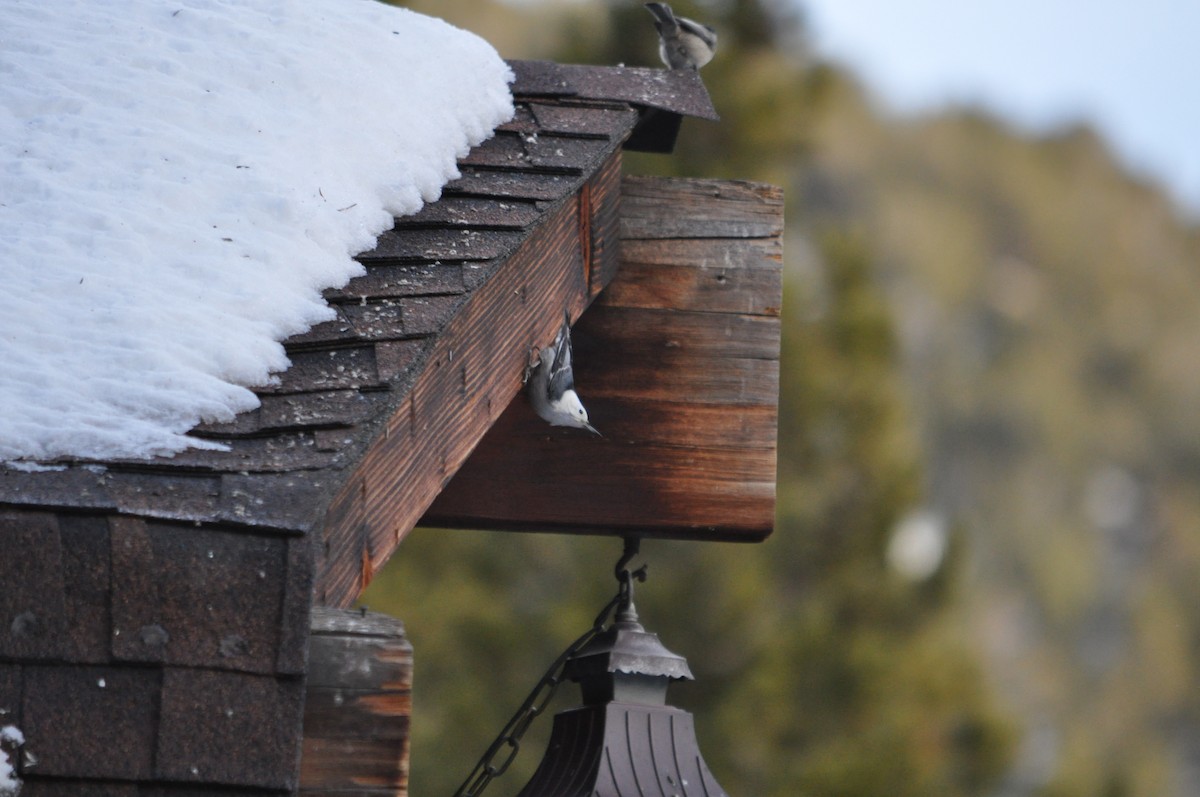 White-breasted Nuthatch - ML646736958