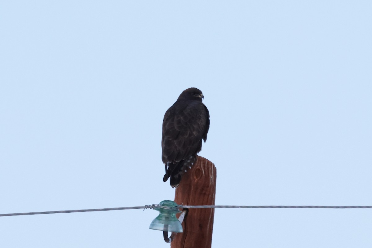 Upland Buzzard - ML646736960