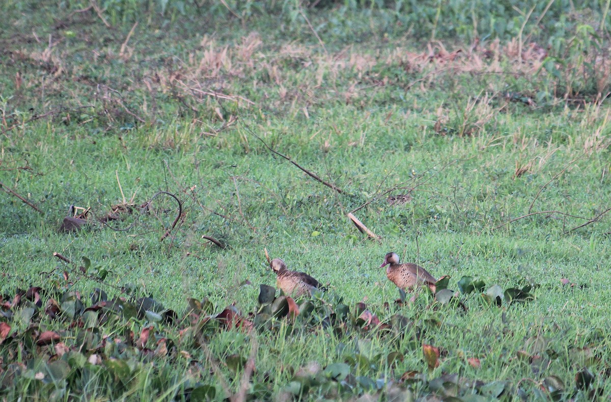 brasiland - ML646736961